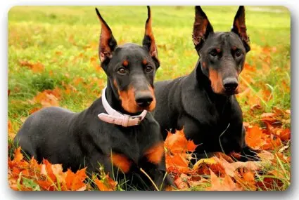 Память дома Мода на заказ собака породы Доберман-пинчер прямоугольный