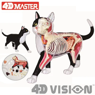 4D animal model black and white cat orange cat model organ anatomy assembly model decoration medical teaching aids