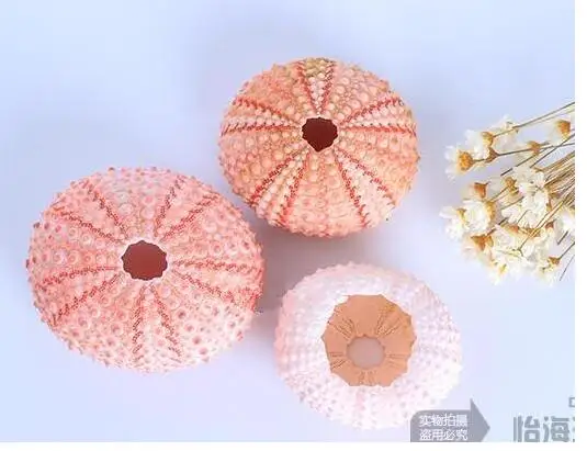 1 бутылка натуральный маленький розовый морской еж набор из натуральной раковины