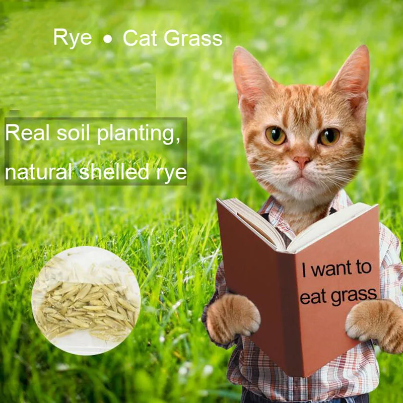 Cat Food Feeder Toy Rye Cat Grass Plant Herb Edible Lemongrass Kitchen Vegetable Bonsai Medicinal Use graines legumes pota