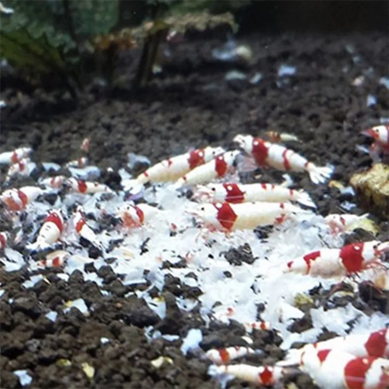 Kingccpet 40g Аквариум креветка пчелы кормления Еда Benibachi красная пчела вишневые