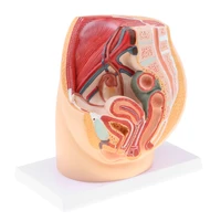 median sagittal section 11 human female pelvic abdominal cavity structure model pelvic muscles medical study lab supplies