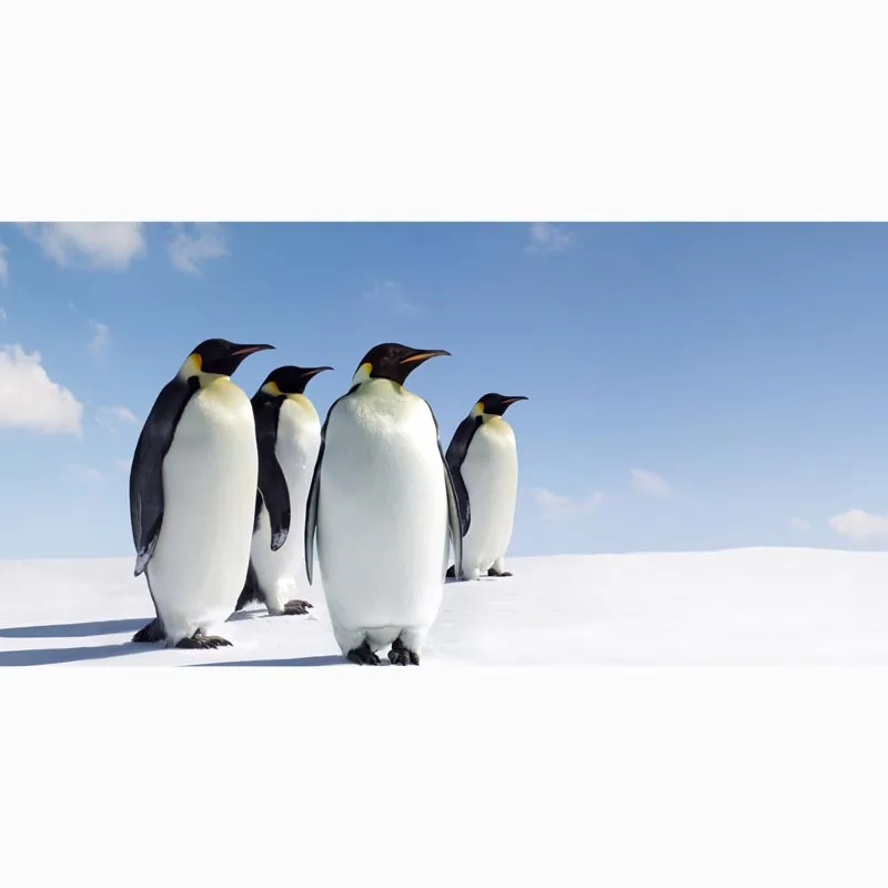 Penguins Print Microfiber Beach Towel Fast Drying Sport Gym Bath Towels Custom Yoga Mat Kids Throw Blanket 70 X 140CM | Дом и сад
