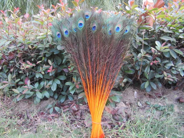 

Wholesale 50pcs beautiful Orange peacock feather eye 75-80 cm / 30-32 inch decorative celebration