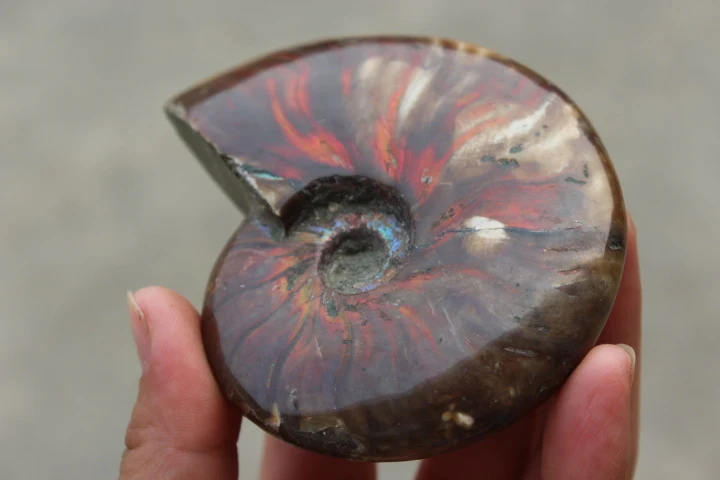 

Цвет окаменелая Улитка-аммонит минерал из Марокко. Разноцветный огонь