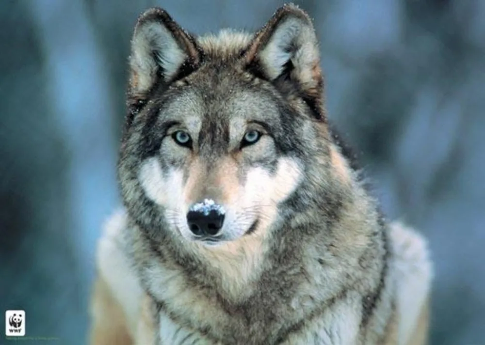 Одеяла удобные мягкие плюшевые простые в уходе машинная стирка Забавный Серый