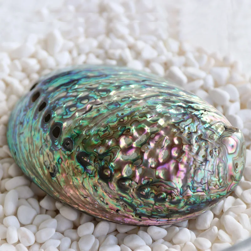 

Free Shipping(2pcs/lot)Abalone Shell Natural Shell&Conch Home Decoration Aquarium Landscaping Wedding Landscape Decoration