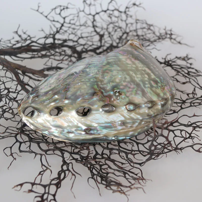 Австралийский корпус Abalone натуральный и раковины украшения для дома морского
