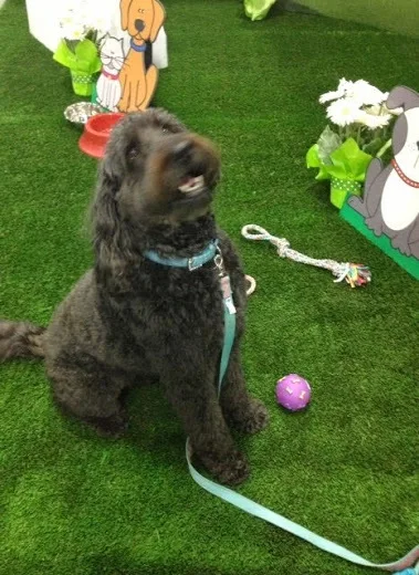 Pet synthetic artificial turf | Спорт и развлечения