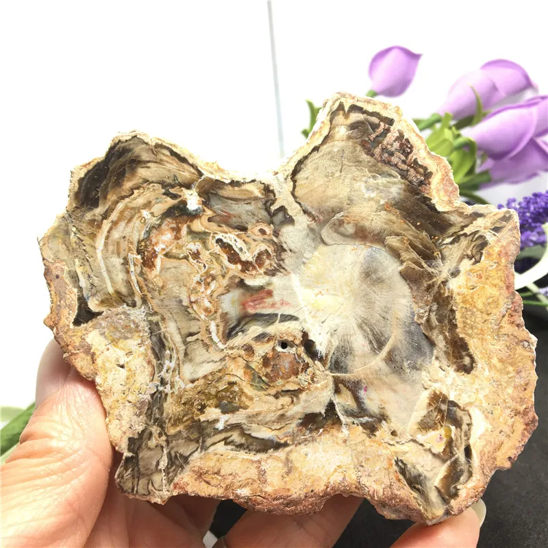 Натуральное дерево ископаемый камень образец деревянный Кристальный камни