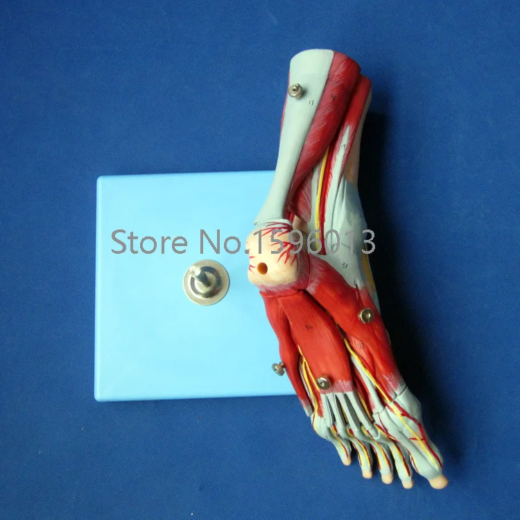 Мышцы стопы с основными сосудами и нервами бриджи стопы|foot care gift set|foot model feetmodel rocket