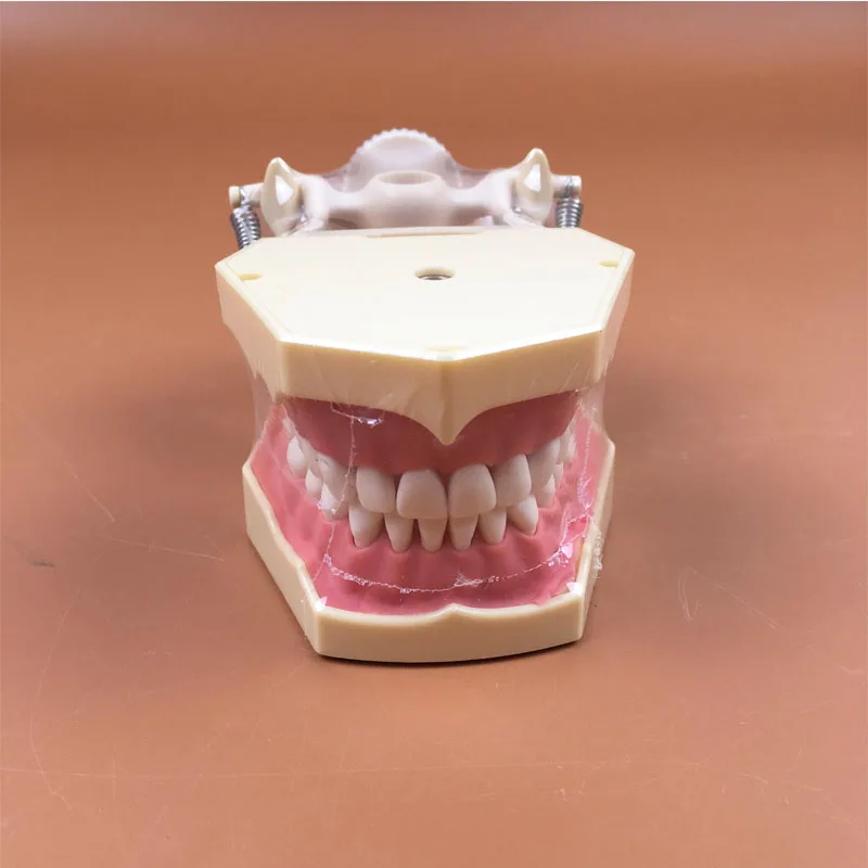 

1 piece SF Type Study Model Dental Study Model Standard Teeth Model Orthodontic Model