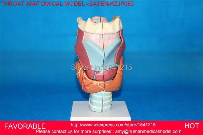 Модель человеческого горла анатомическая модель для медиков учебные материалы