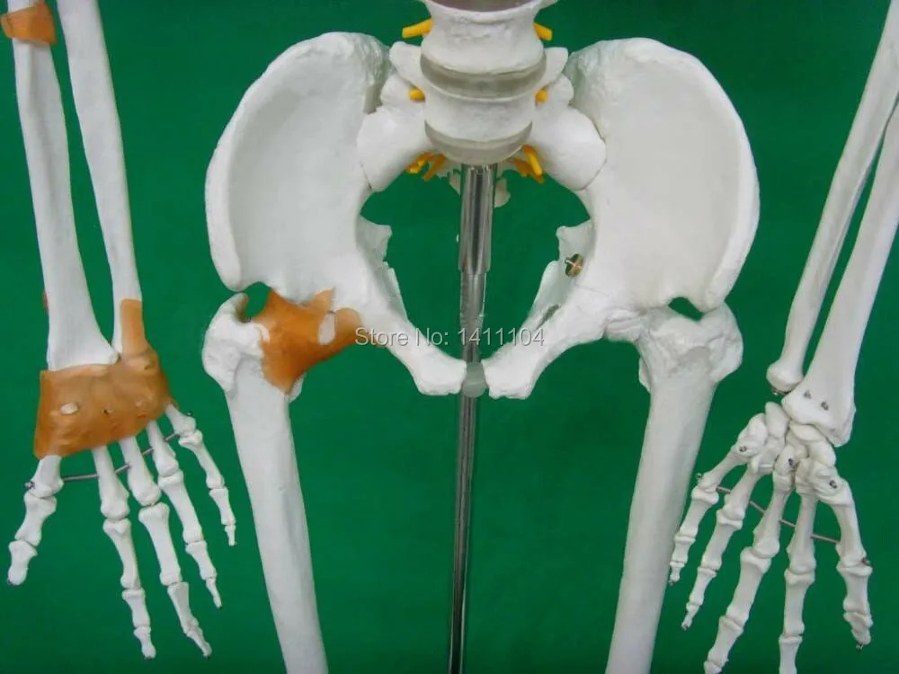 Free shipping&amplife - size human bone skeleton model 170cm with ligament Whole Medical teaching | Канцтовары для офиса и
