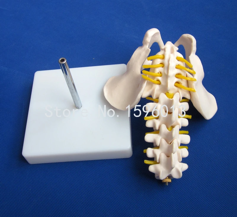 Таз среднего размера с 5 поясничными звеньями таз поясничным позвоночником