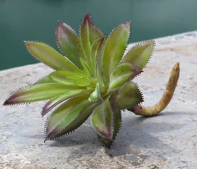 3 шт./лот Главная Сад Украшения Поддельные Сочные Растения Пластиковые Среднего