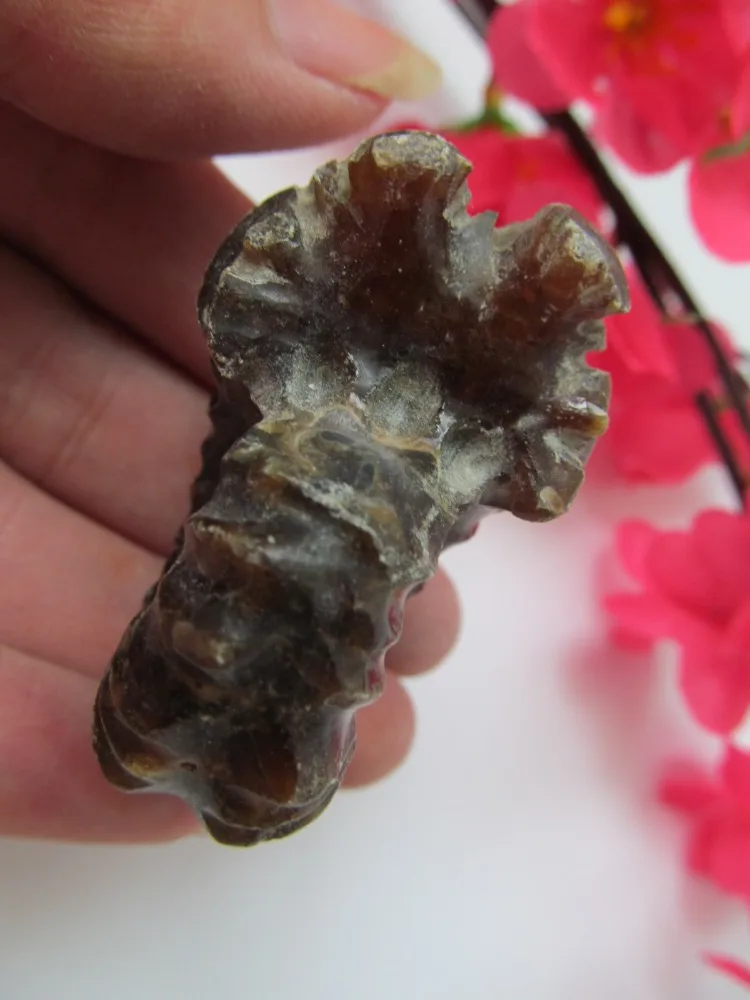 Высокое качество редкие полированные &quotКозья рога&quot Douvilleiceras аммонит Fossil 50