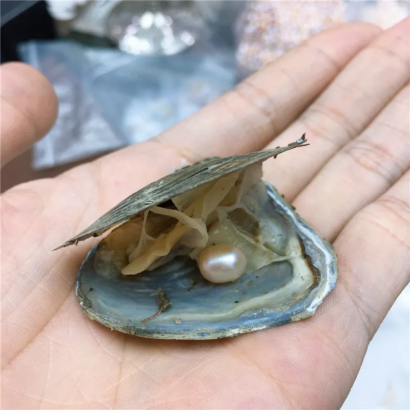 Маленькая муссель Сделай Сам жемчужина желаний Oyster около 70*70 мм Ювелирные