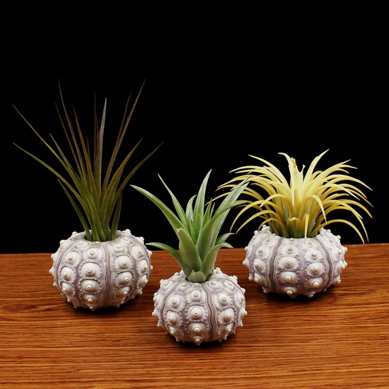 

Air Sea Urchin Tabletop Tillandsia Holder Miniature Gardening Decorations