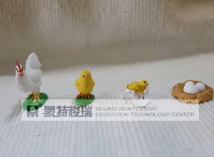 

pvc figure Genuine simulation model toy chick life cycle set