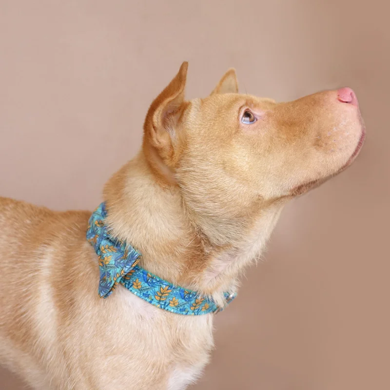 

MUTTCO laser engraved dog collar retailing colorful collar handmade dog collar THE LEAF 5 sizes dog collar leash UDC066