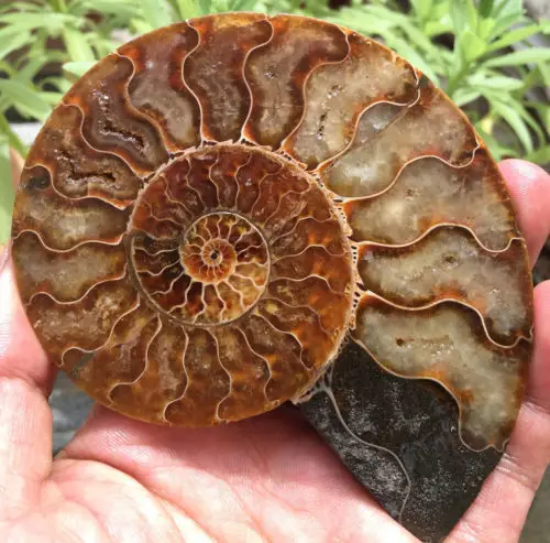 06070 Madagascar 1pairs of Rare Split Ammonite Fossil Specimen Shell | Дом и сад