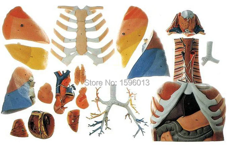 Модель грудной полости анатомическая модель груди клетки | Канцтовары для офиса