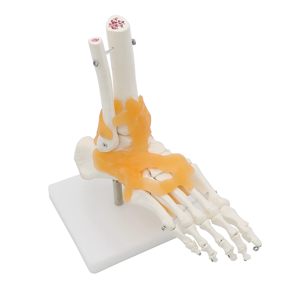 

Life size 1:1 Human Life Size Right Foot Joint Anatomical Model ankle joint hand and foot surgery model