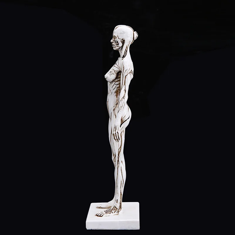 BUF статуя человеческого тела из смолы медицинская обучающая обнаженная