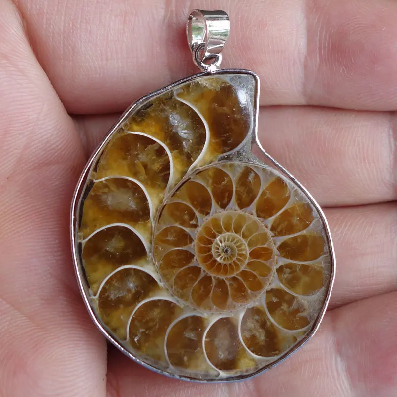 10 шт Бесплатная доставка настоящий аммонит окаменелости оболочки