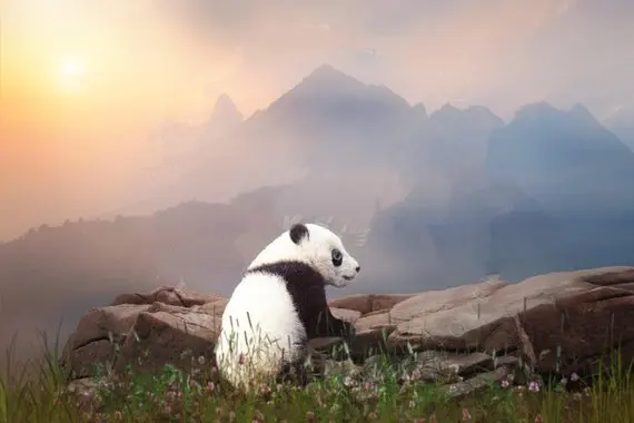 

Panda Overlay Spring mountain grass rock sunset backgrounds High quality Computer print children kids backdrop