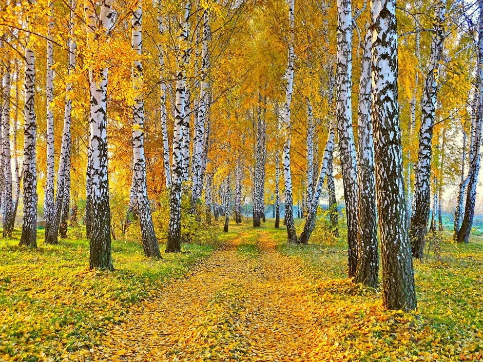 Березовый лесной осенний фон для фотосъемки с изображением леса