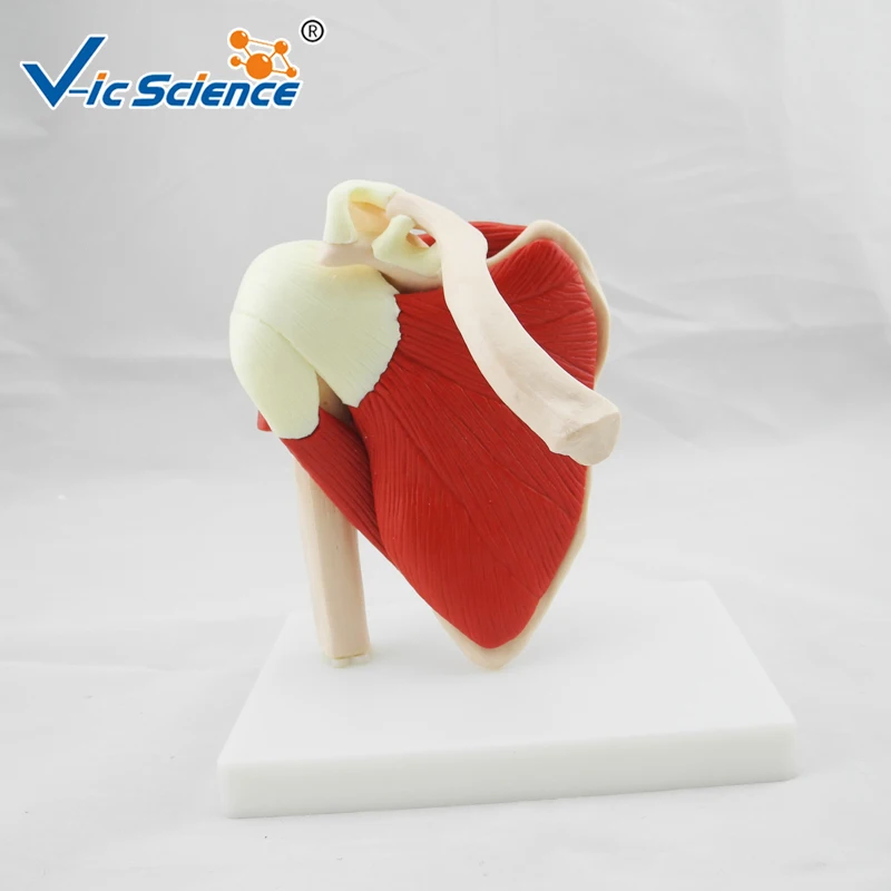 Medical Education Advance Life Size Muscled Shoulder Joint Skeleton Model | Канцтовары для офиса и дома