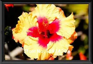 100 гигантские семена цветов гибискуса китайские дешевые лучший подарок для