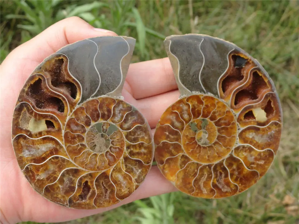 242 г натуральный разрез меловой аммонитовый ископаемый нарезанный образец | Дом и