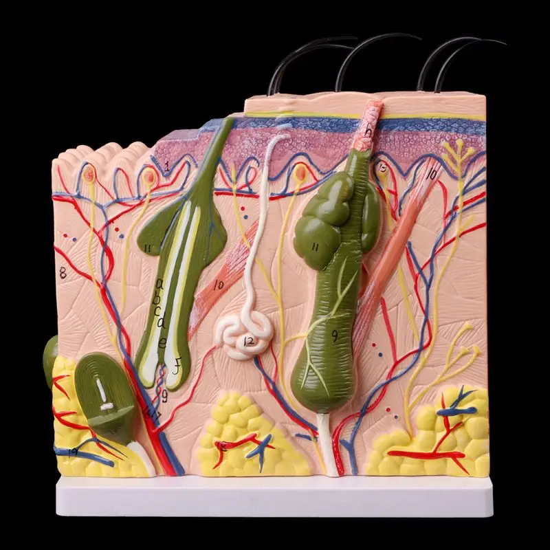 Модель блока из увеличенной пластмассы инструмент для обучения анатомии
