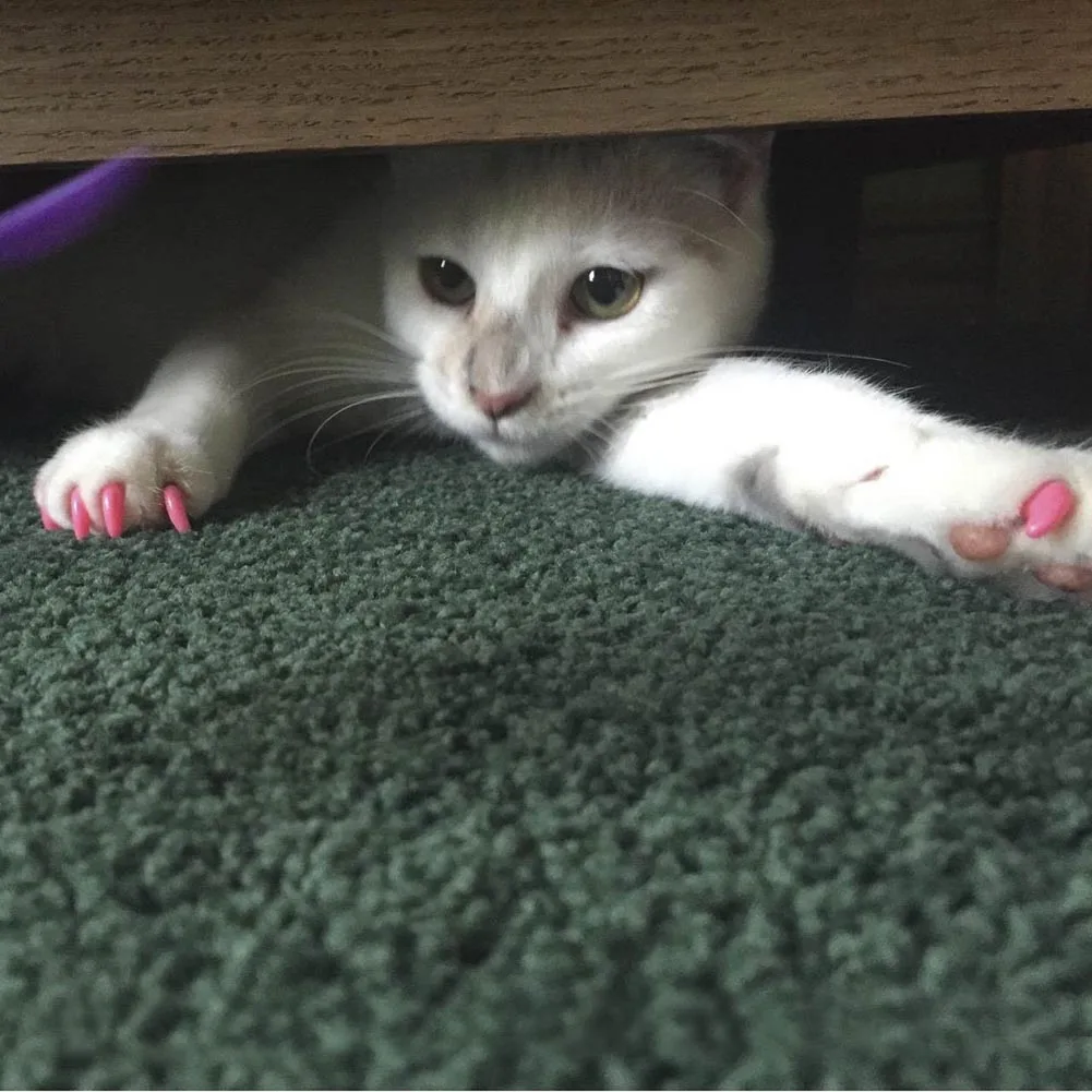 20 шт./компл. мягкие кошачьи колпачки для ногтей Pet Paw Claw Control защита домашних