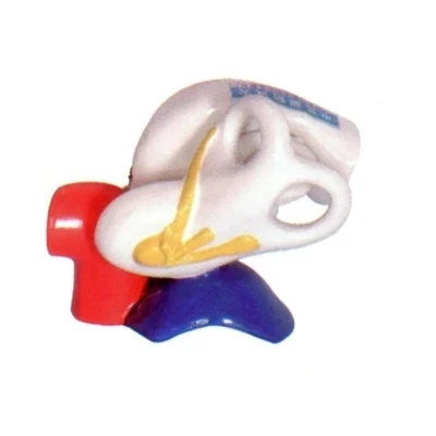 

Teaching demonstration model props Ear structure anatomical model free shipping
