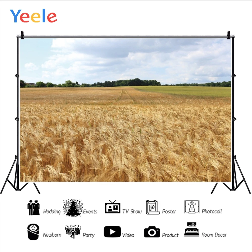 Yeele белые облака желтая Пшеница урожая поле осенние фотографии фоны