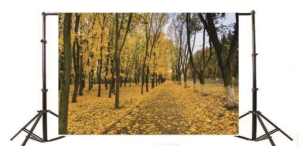 

Фон для фотосъемки осень Золотые листья деревья Природа Путешествия