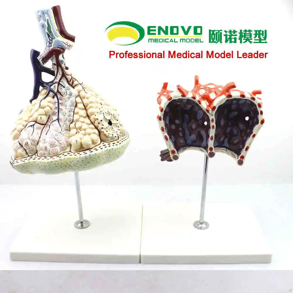 

KeyWord: anatomy model; human lung segment; respiratory system;