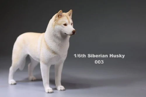1/6, фигурка, аксессуар, Siberian Husky, Имитация животных, XVI 003, собачьи игрушки модели для домашних животных, 12 дюймов, фигурка
