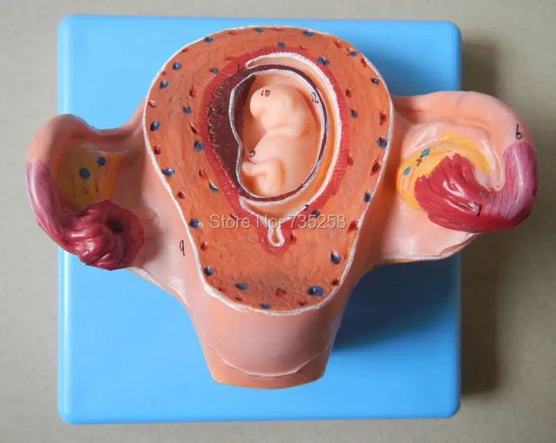 

Two Months of Pregnancy Embryo Model,Embryonic Development