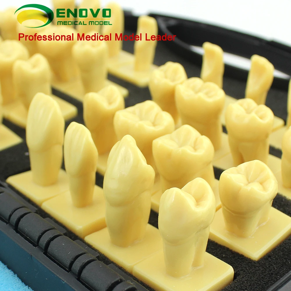 

Engraving dental caries english. Dentistry and dental caries