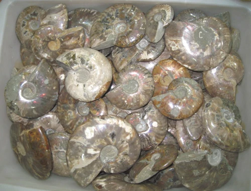 60 8lb натуральное красивое Окаменевшее аммонитом (меловидное)|ammonite fossil jewelry|fossil