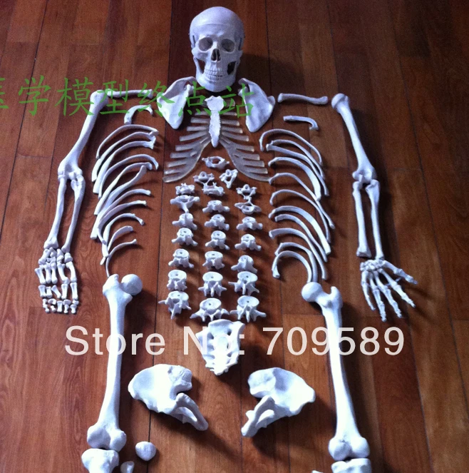 Разшарнированная модель скелета всего тела человека разшарнированный Скелет с