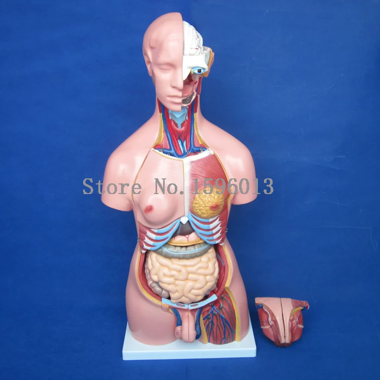 Торс унисекс 85 см с внутренними органы 23 части модель торса человека|parts diesel|parts