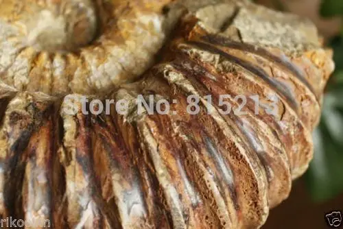 001038 большая окаменелая скорлупа аммония с лечебным действием образцы Madagascar|healing|