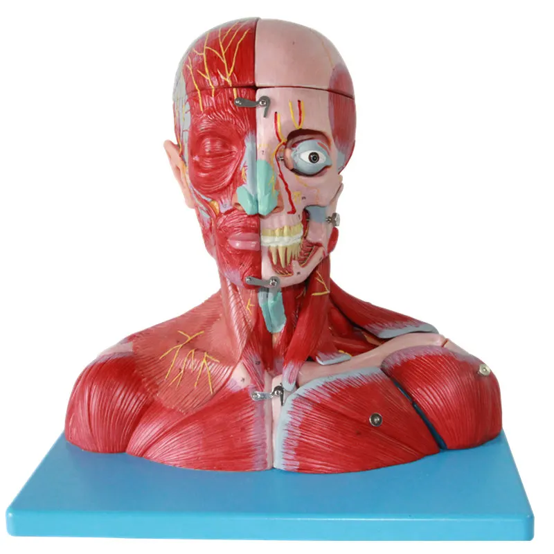 Модель прикрепления сосудов к головным и горлышкам модели мозговых артерий мышц