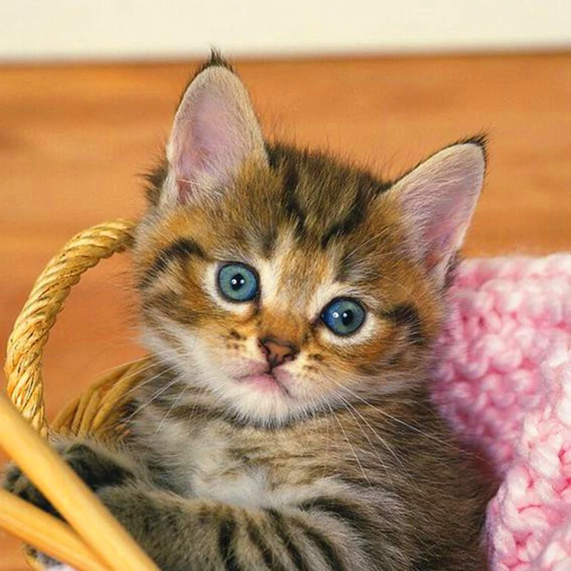 Алмазная живопись сделай сам вышивка крестиком с изображением кошки полная